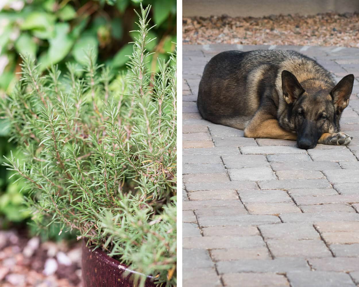 rosemary and german shepherd Arya