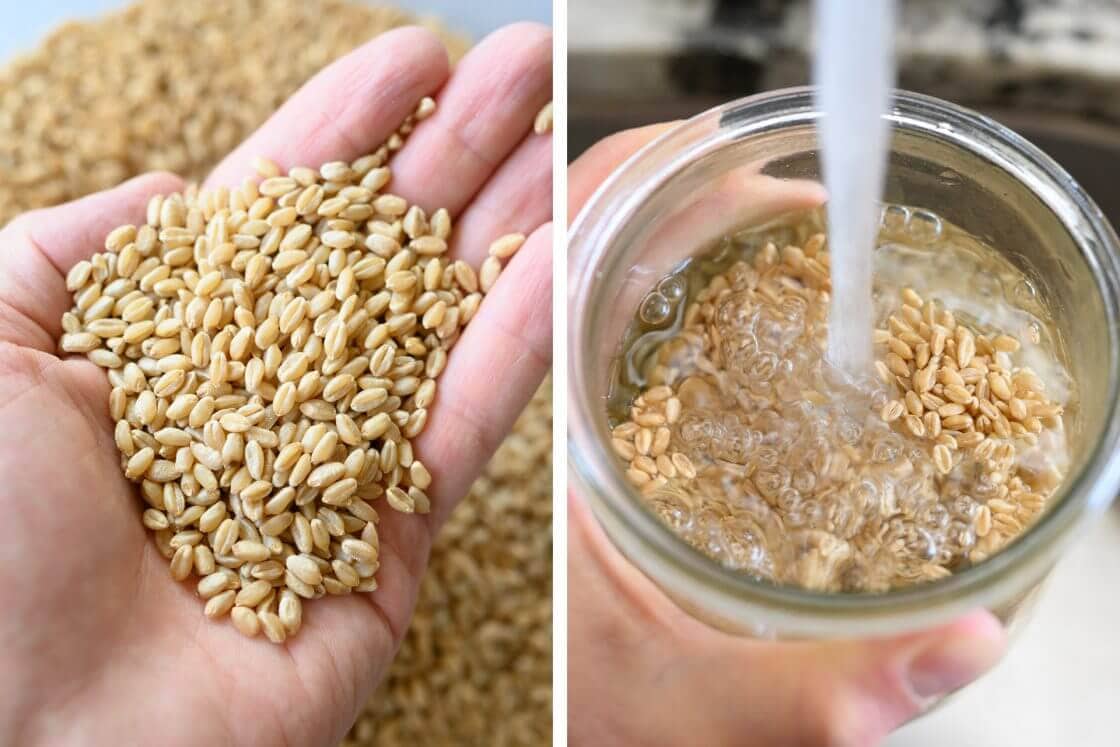 Malted Wheat Sourdough Bread The Perfect Loaf