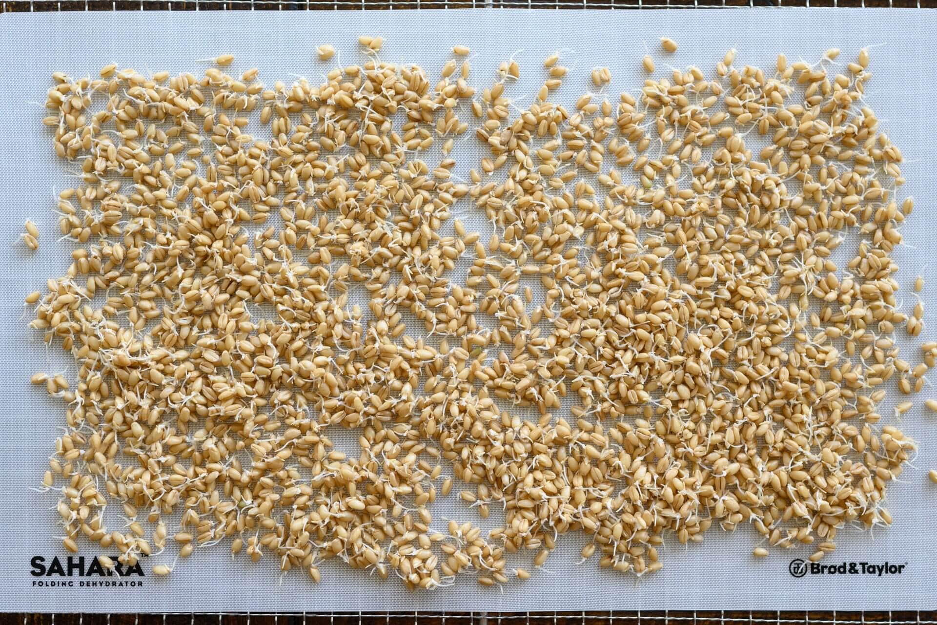 Sprouted hard white wheat