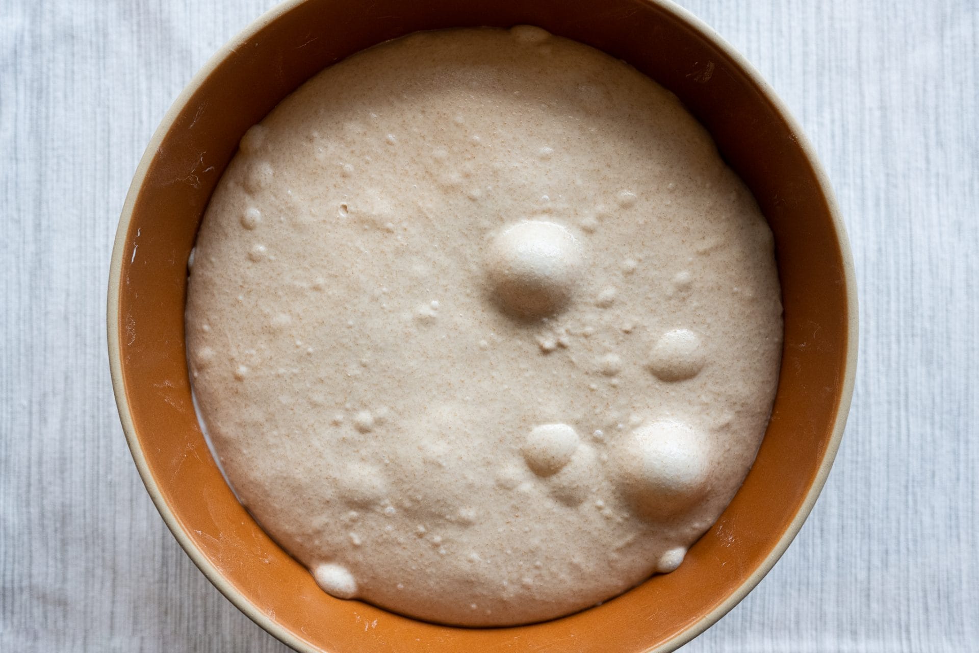 Sourdough with freshly milled Yecora Rojo at end of bulk fermentation