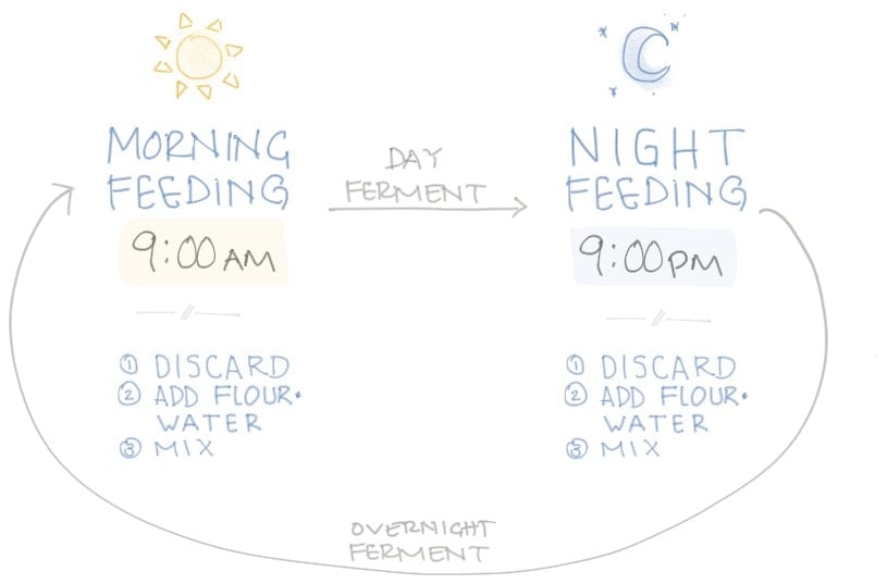 Sourdough starter feeding cycle