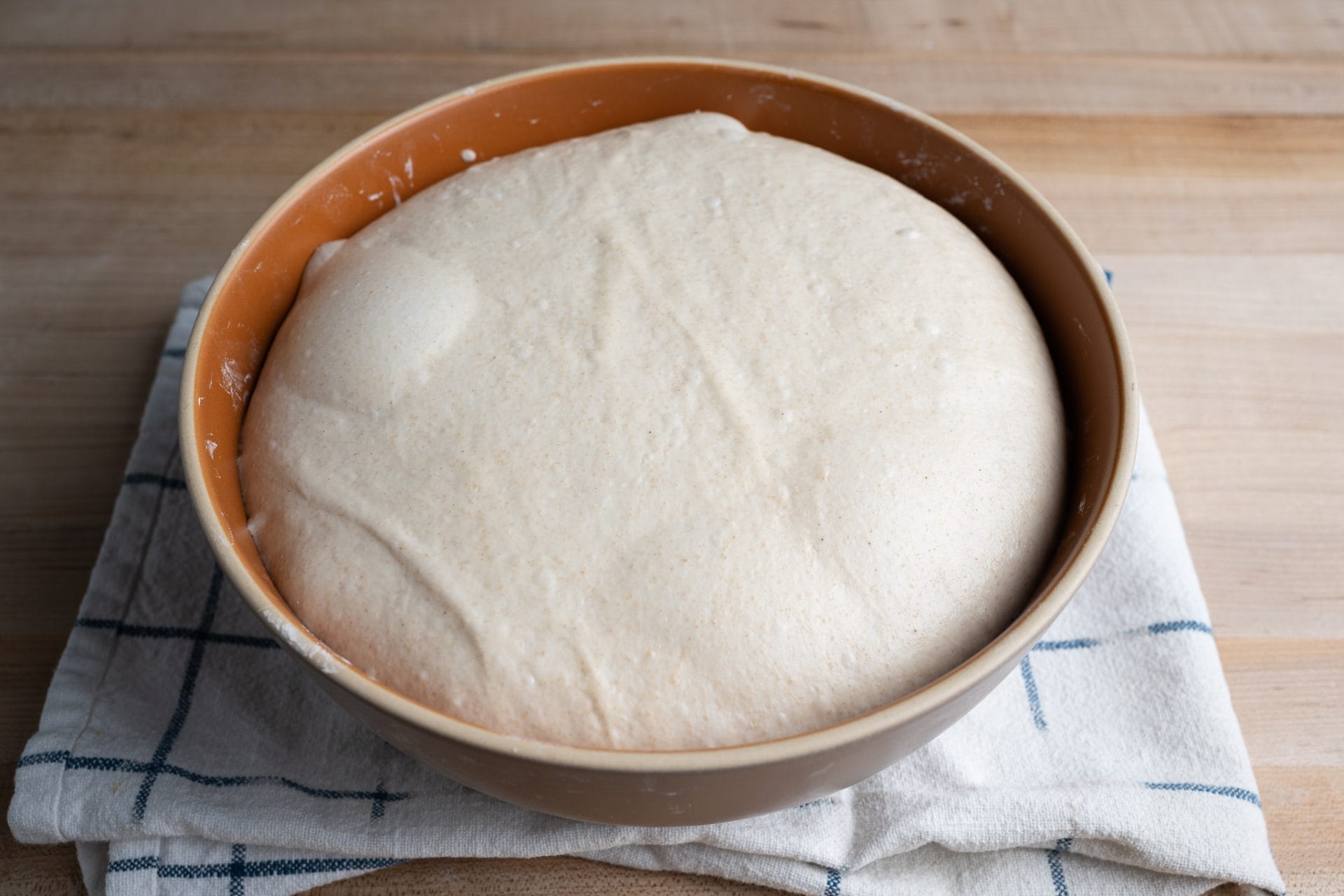 No-knead sourdough bread at end of bulk fermentation