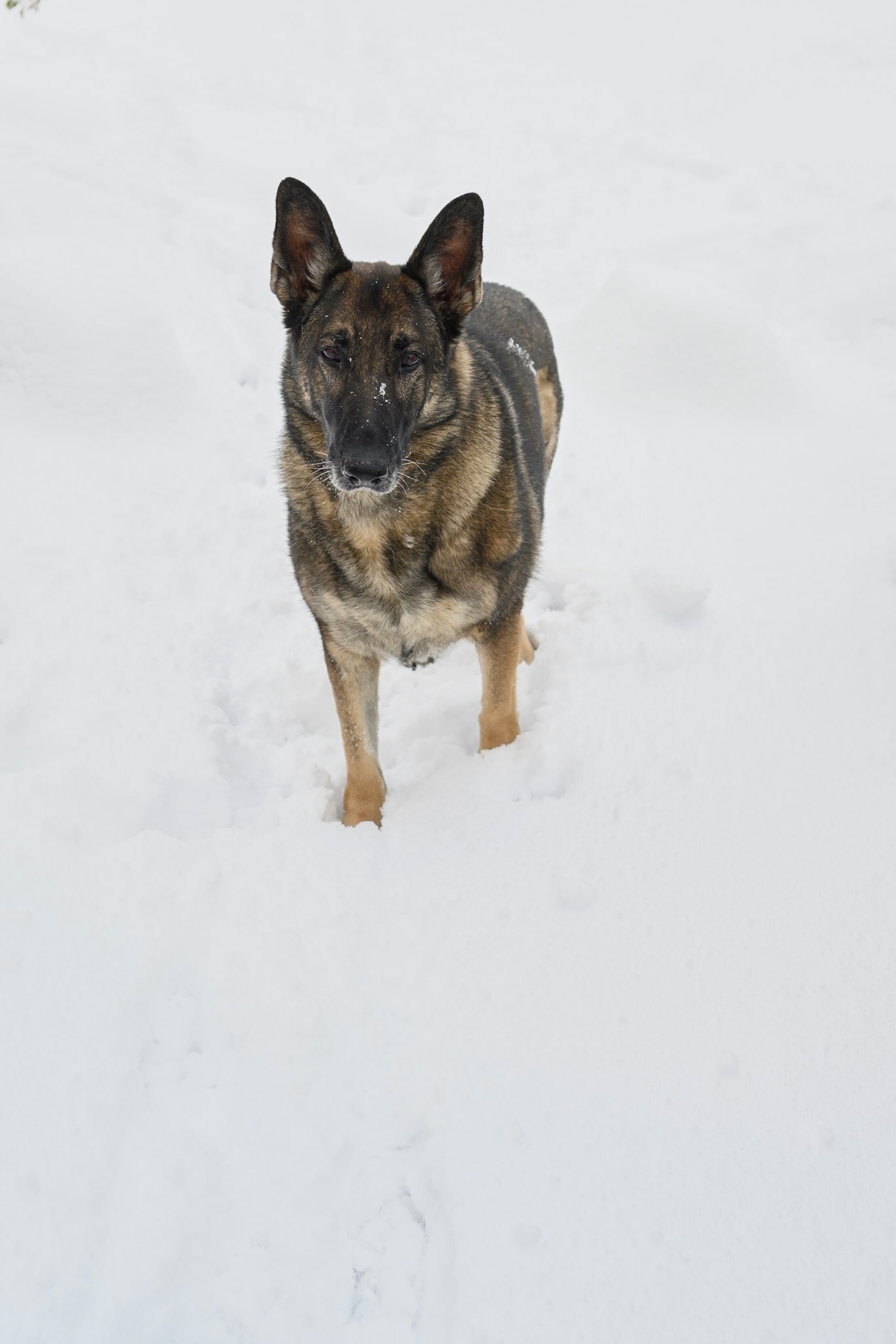 My German shepherd in the snow