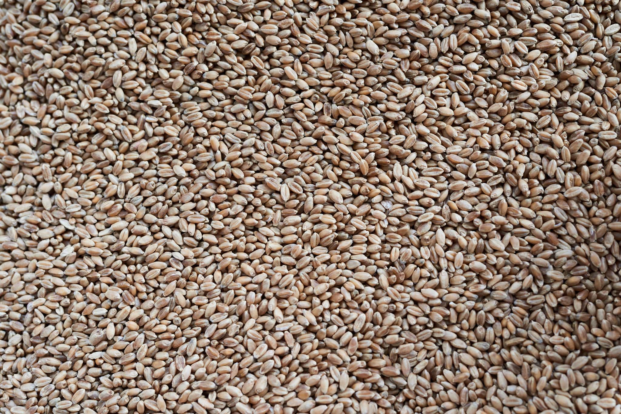 Spent Grain Super Flour — RISE Products