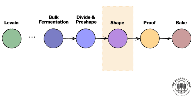 Shaping Bread Dough baking timeline