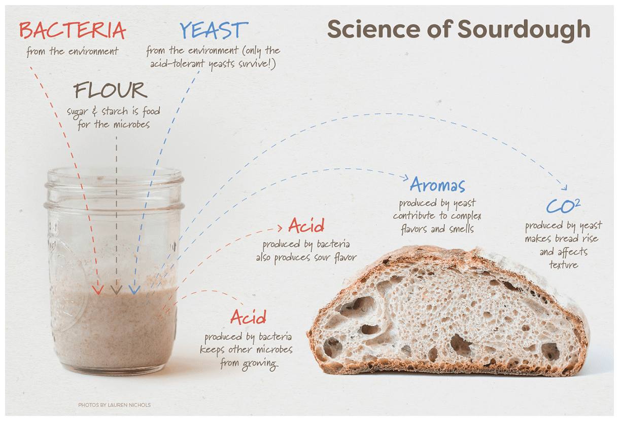 Science of Sourdough. Neil McCoy and the Public Science Lab at NC State University.