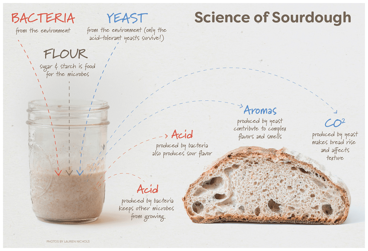 Fermentation