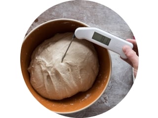 Taking dough temperature during bulk fermentation.
