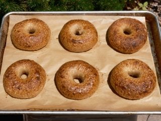 New wave sourdough bagels baked