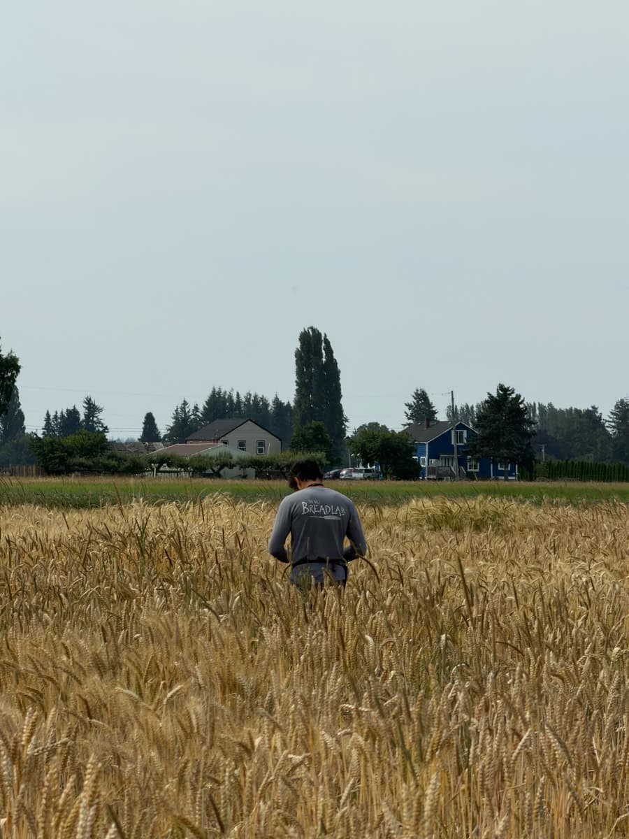 WSU Breadlab wheat field.